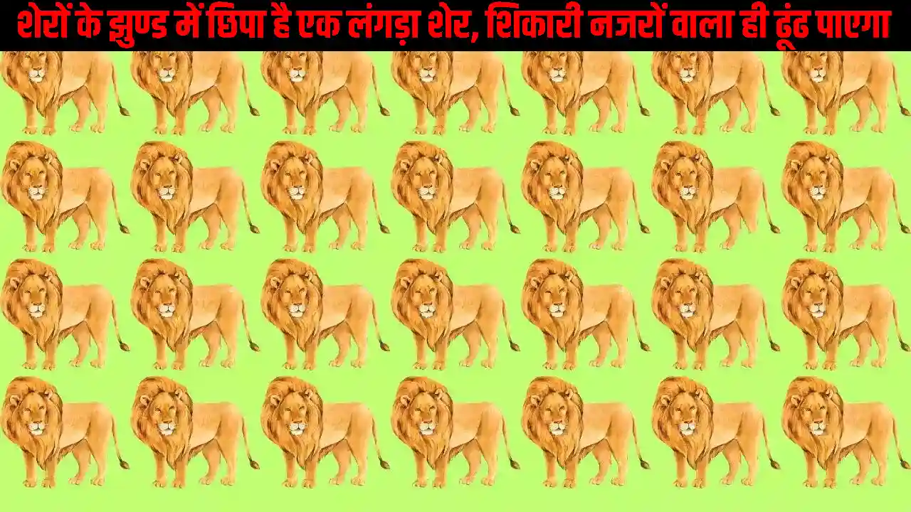 Optical Illusion: शेरों के झुंड में छिपा लंगड़ा शेर, क्या आप खोज सकते हैं, खोज पाए तोह आपका नज़र एकदम सही है