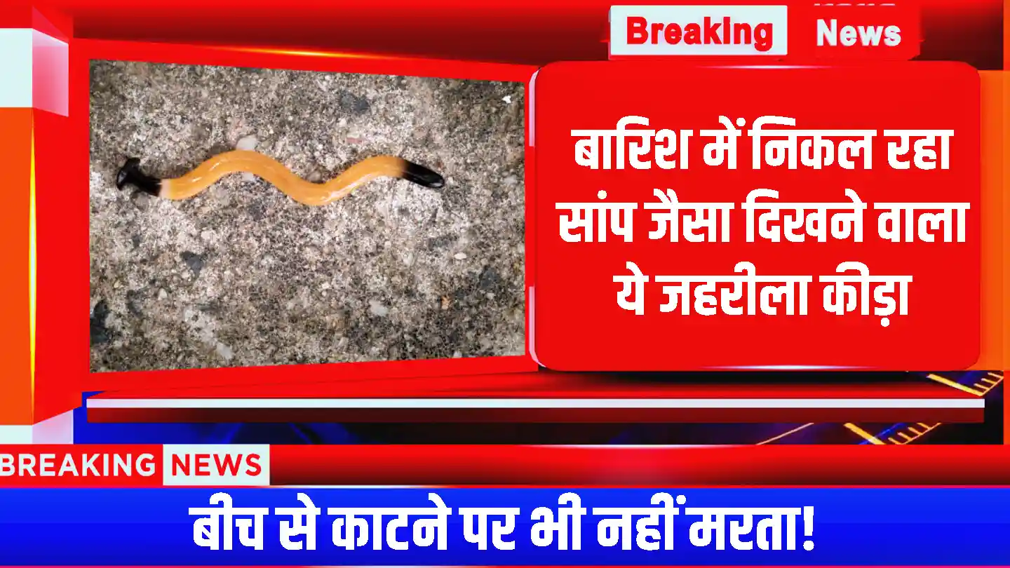 Hammerhead Flatworm: बारिश में सांप जैसा दिखता है ये जहरीला कीड़ा! बीच से काटने पर भी नहीं मरता!